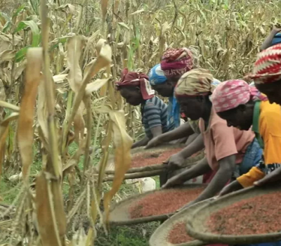 la récolte des produits agricoles