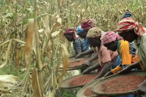 la récolte des produits agricoles